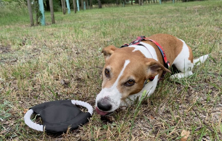 Frisbee dla psa RINGO czarny z logo